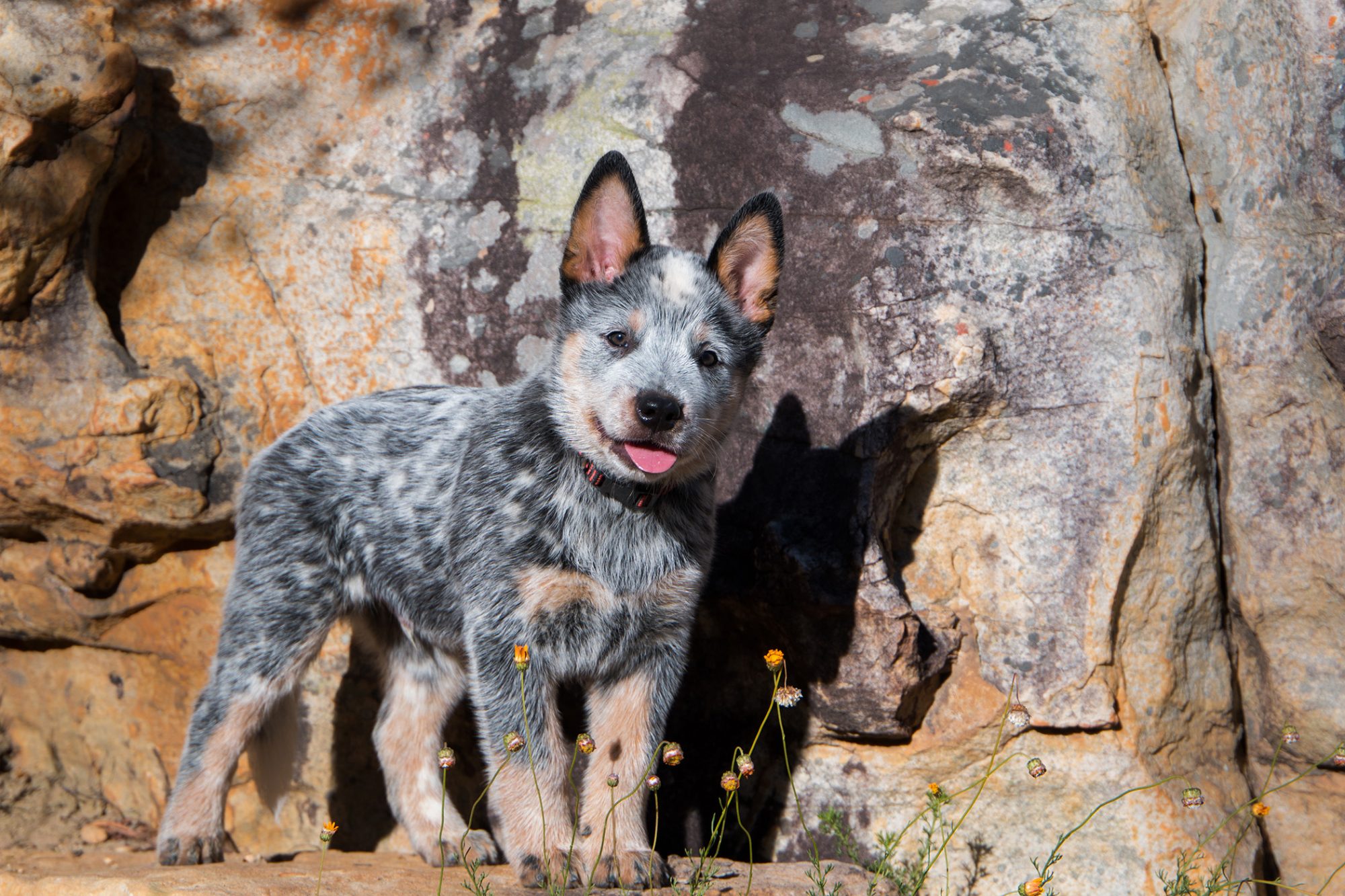 CattleDogPup