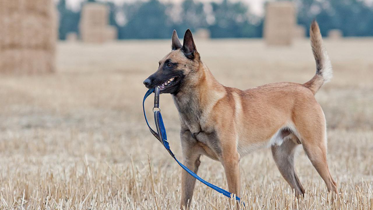 Malinois